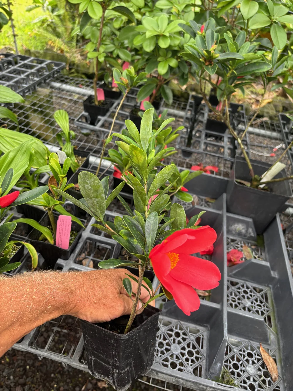 Camellia azalea (C. changii) — Vintage Green Farms with Tom Piergrossi